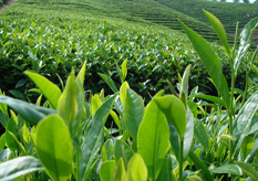 茶葉香蕉视频三级片標簽方案