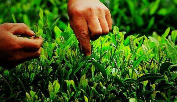 茶葉種植質量安全二維碼可追溯係統 茶葉種植質量安全二維碼可追溯係統解決方案