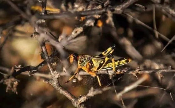 蝗災來襲，農藥獸藥香蕉视频三级片溯源麵臨機遇和挑戰