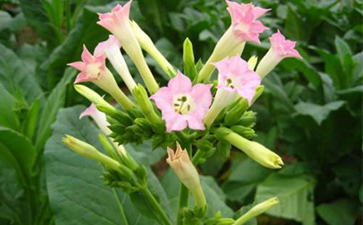 煙草一物一碼香蕉视频三级片溯源的開發與假冒危害