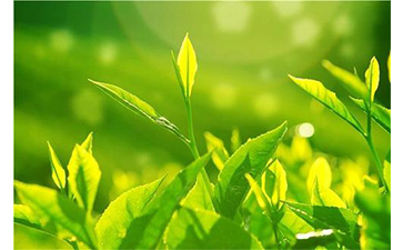 茶葉香蕉视频三级片溯源係統具有哪些優勢價值？