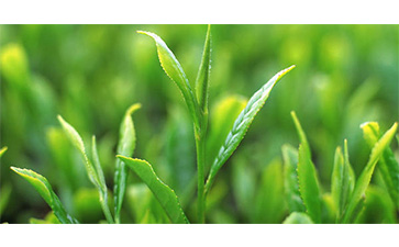 茶葉質量追溯管理係統可以實現哪些功能？具有哪些優點？