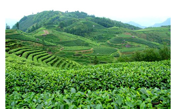 茶葉質量追溯管理係統可以實現哪些功能？具有哪些優點？